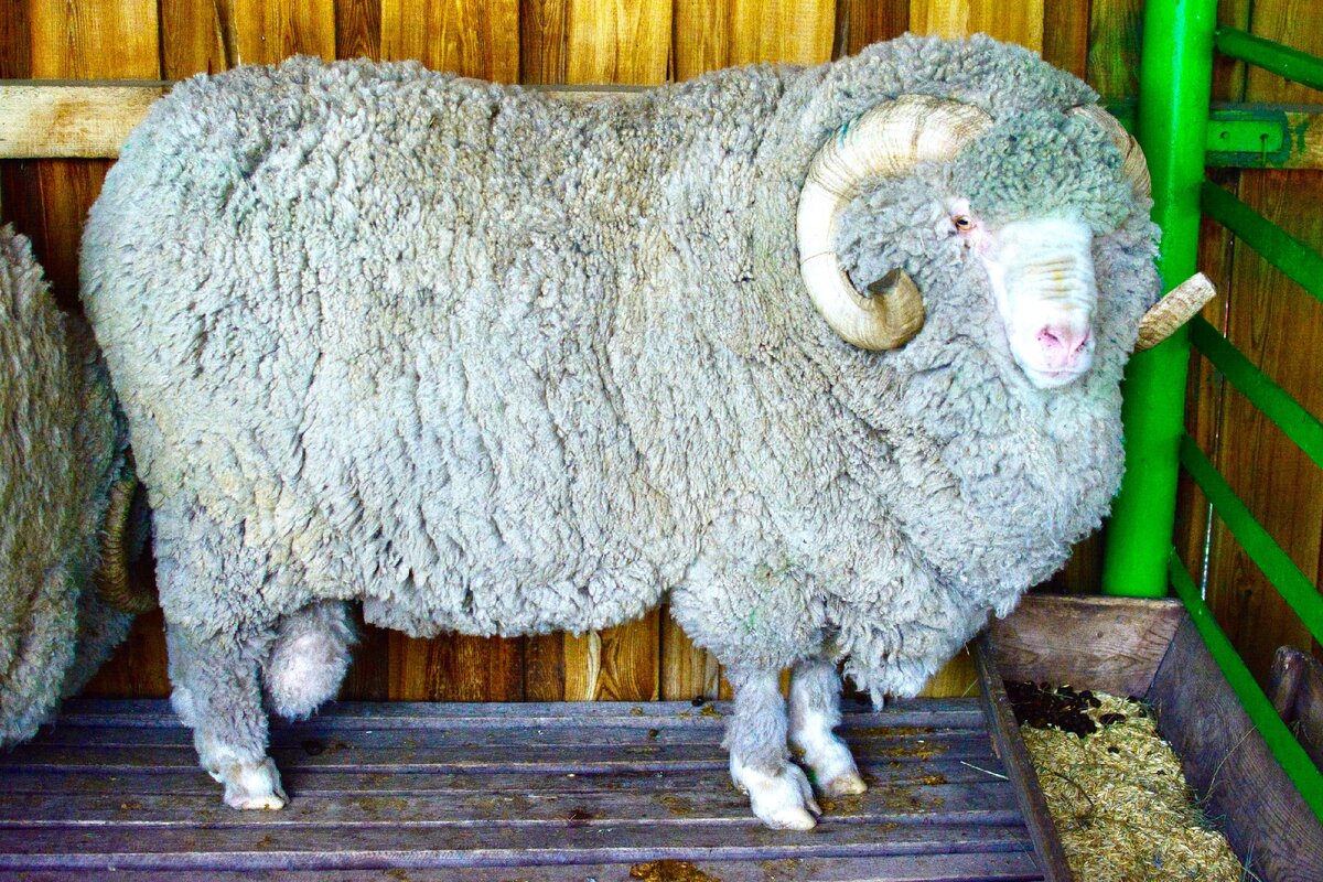 Купить алтайских овец. Забайкальская тонкорунная порода овец. Бурятская полугрубошерстная порода овец. Алтайская порода овец полугрубошерстная. Алтайская тонкорунная порода овец.