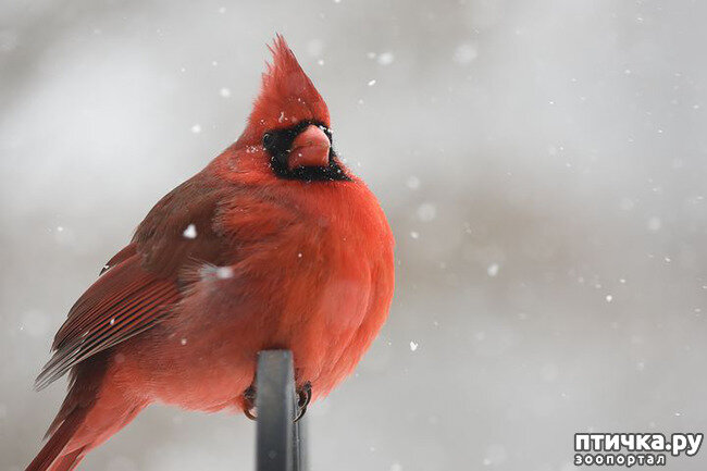 У нас тоже есть новогодний символ, снегирь, тоже краснопузый, доверчивый и милый. И все же, с кардиналом бы я охотно познакомилась поближе.На американских и канадских рождественских открытках часто можно увидеть симпатичных красных птичек с задорным хохолком. Это и есть красный или виргинский кардинал, американский аналог отечественным снегирям. Встречаются кардиналы в Северной Америке, Канаде, Мексике. Неплохо живут в неволе, но к нам по понятным причинам не попадают, так что посмотрим хоть на фото.Забавные красные птички ведут оседлый образ жизни, поэтому зимой не заметить яркое пятно на снегу сложно. Летом они запасают семена, а зимой питаются своими запасами, а также ягодами, которые остаются на кустах. У кардиналов прекрасная память, они благополучно находят до 90% своих припасов.Яркие открыточные кардиналы - самцы. Самочки окрашены немного попроще, им еще птенцов насиживать, не до красоты. Папаши, правда, помогают по мере сил. За год выводков бывает два, а то и три. Так что хлопот птичкам хватает. Пока мать насиживает яйца, отец кормит уже вылетивших слетков вне гнезда.Кардиналы моногамны, самцы производят впечатление на подруг своим пением. Между собой у самцов возникают небольшие потасовки, но в целом все проходит довольно мирно. Впрочем, самочки тоже поют, просто чуть проще и тише. Вообще песенка у этих птичек приятная и запоминающаяся, их порой даже зовут вирджинскими соловьями. Между собой стайка кардиналов переговаривается свистом и трелями. Правда, стайкой держаться или зимой, или когда птенцы еще не покинули семью. Так свою гнездовую территорию парочка от сородичей активно оберегает.К людям кардиналы относятся довольно доверчиво. Они охотно посещают кормушки, селятся в городских парках, скверах, садах. Активно попрошайничают, если есть возможность.В основе питания семена хвойных, ягоды, также не брезгуют жучками и гусеницами, могут даже расправиться с некрупной улиткой. Насекомые особенно важны в питании малышей, как белковый компонент для роста мышц. При содержании дома рекомендуют предлагать птицам сверчков, мучных червей, несмотря на то, что основа питания зерновая.

Говорят, как домашние питомцы кардиналы довольно приятны, они добродушны, привязчивы, доверчивы и сообразительны. Если на свободе птичка живёт 10-15 лет, то в неволе до 28.Индейцы делали кардинала героем своих сказок. Одни племена считали, что яркую приметную окраску подарил птичке волк в благородарность за спасенное зрение. Чероки же считали, что красная птичка - дитя Солнца. Для современных же жителей хохлатая красная птичка неизменный спутник Рождества. Её изображают на открытках, посуде, предметах обихода. Это настоящий символ семейного счастья, уюта и стойкости. Ведь маленькие бойкие кардиналы не покидают своих родных мест даже зимой, и даже в холодное время года держаться парой.
