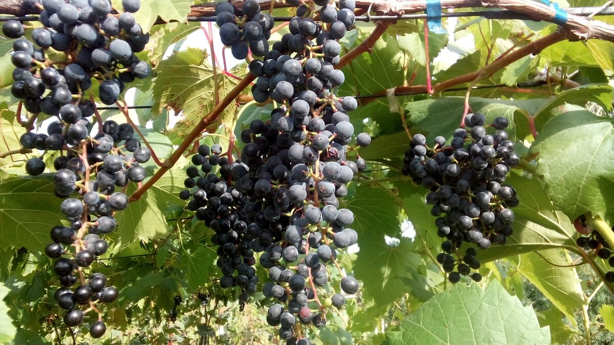 Фронтиньяк 