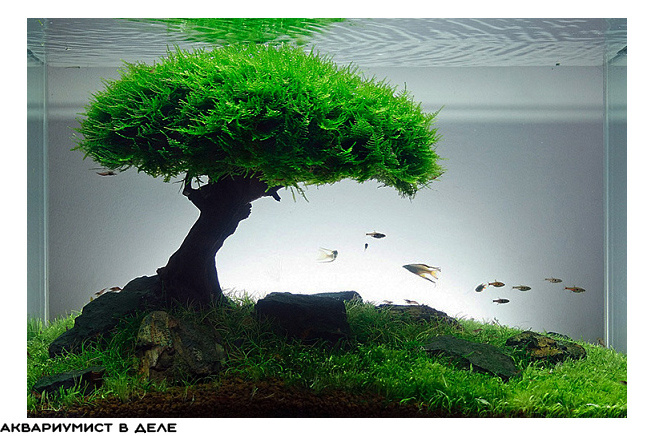 экспозиция водного бансай 