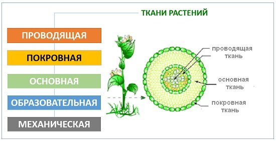 Образовательные ткани