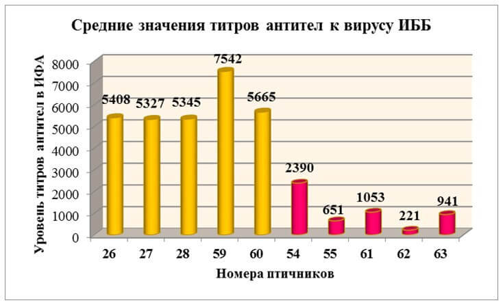 Рис.1.Результаты исследования проб сыворотки крови цыплят-бройлеров с использованием иммуноферментного анализа из благополучных (птичники № 26,27,28,59,60) и из неблагополучных (птичники № 54,55,61,62,63) по ИАЦ партий 