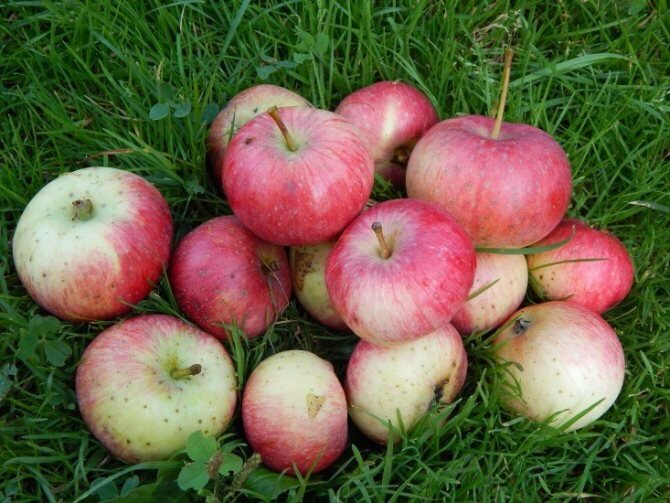 Лучшие сорта яблонь для средней полосы России подборка