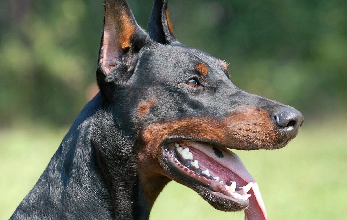 Рассматриваем 5 лучших собак для охраны | Doberman life | Дзен