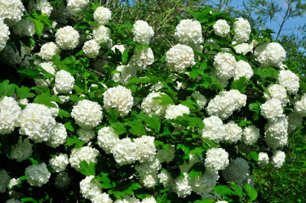 Фото из Интернета