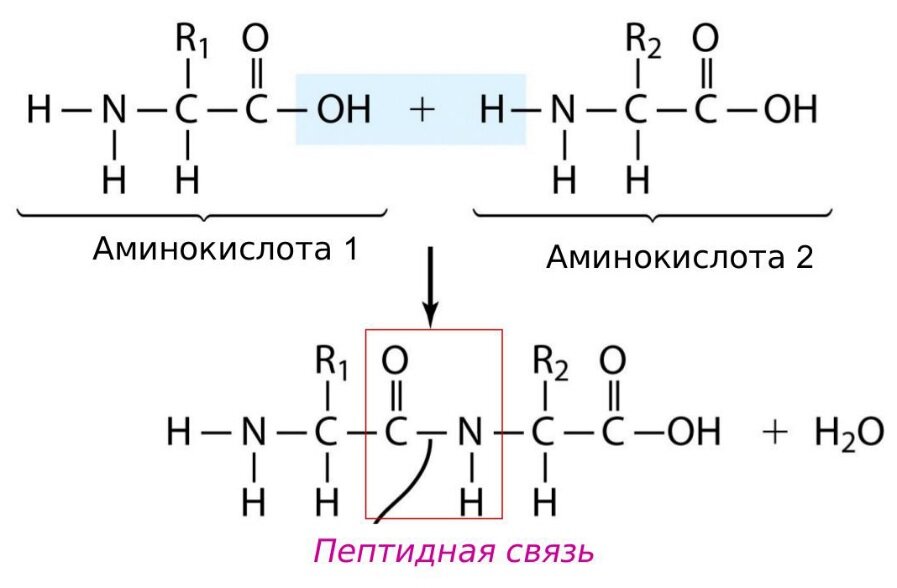 Выберите изображение пептидной связи