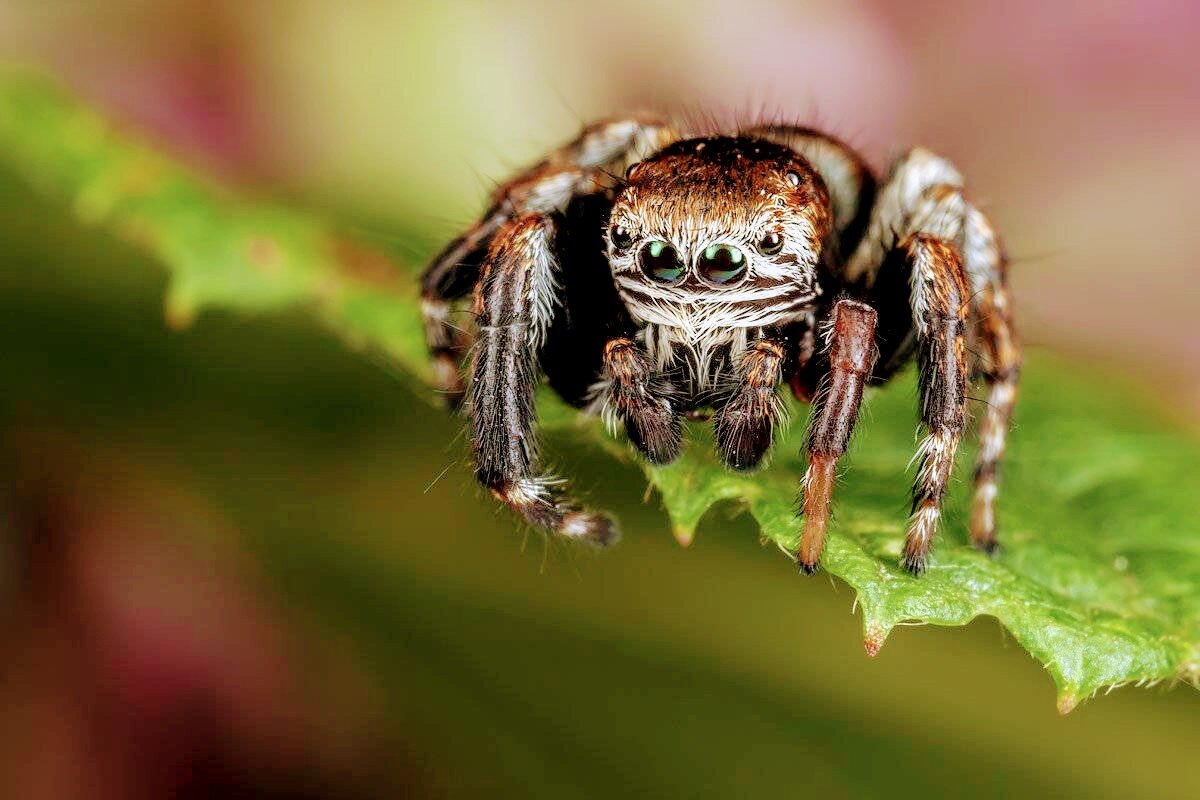 Паук скакун. Фото взято из открытых источников