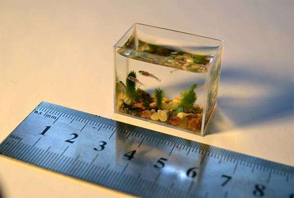 Самые маленькие животные в мире: топ 10 самых миниатюрных животных планеты  | Маленькая Жизнь на планете Земля | Дзен