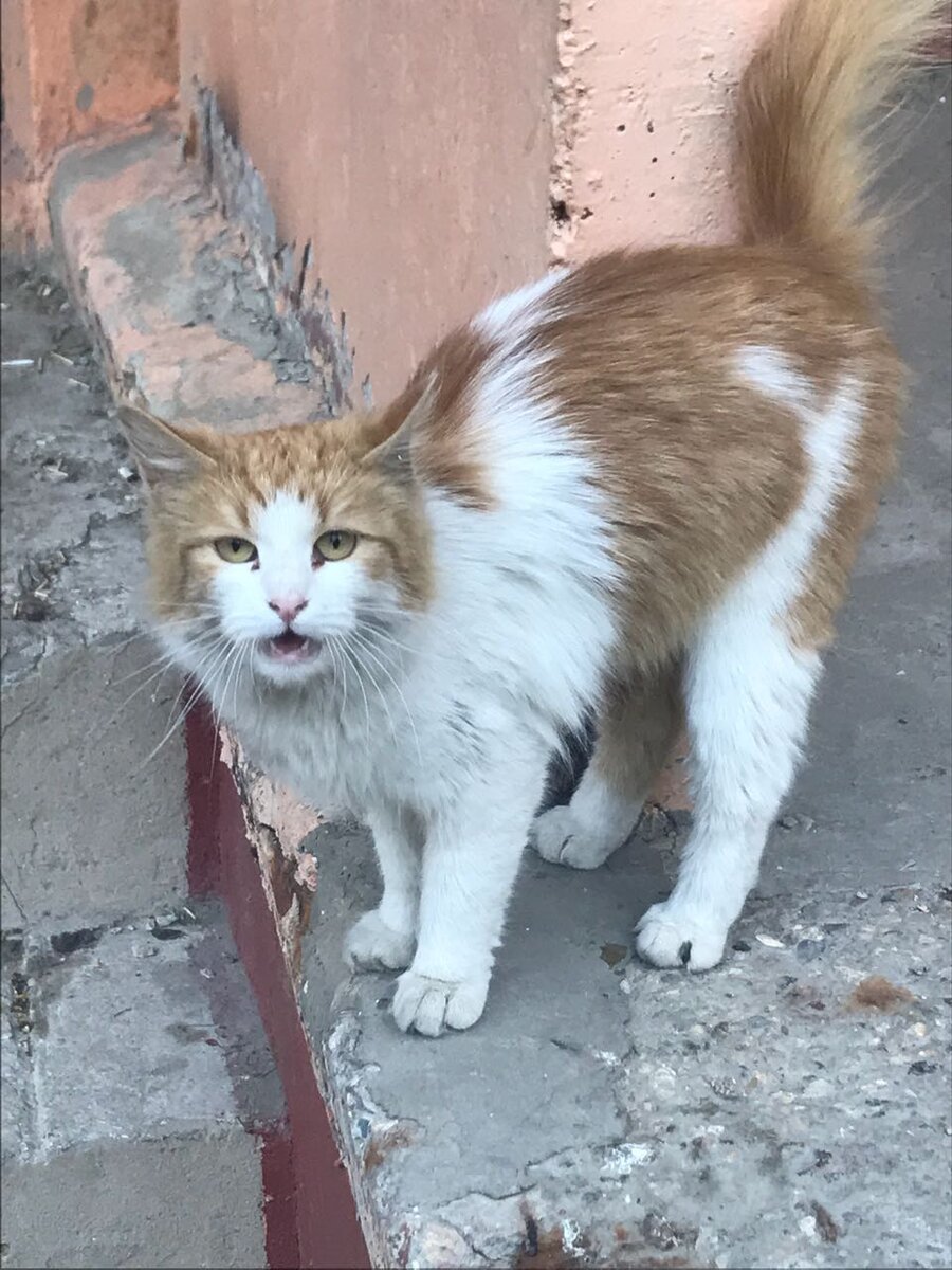 Бездомный кот