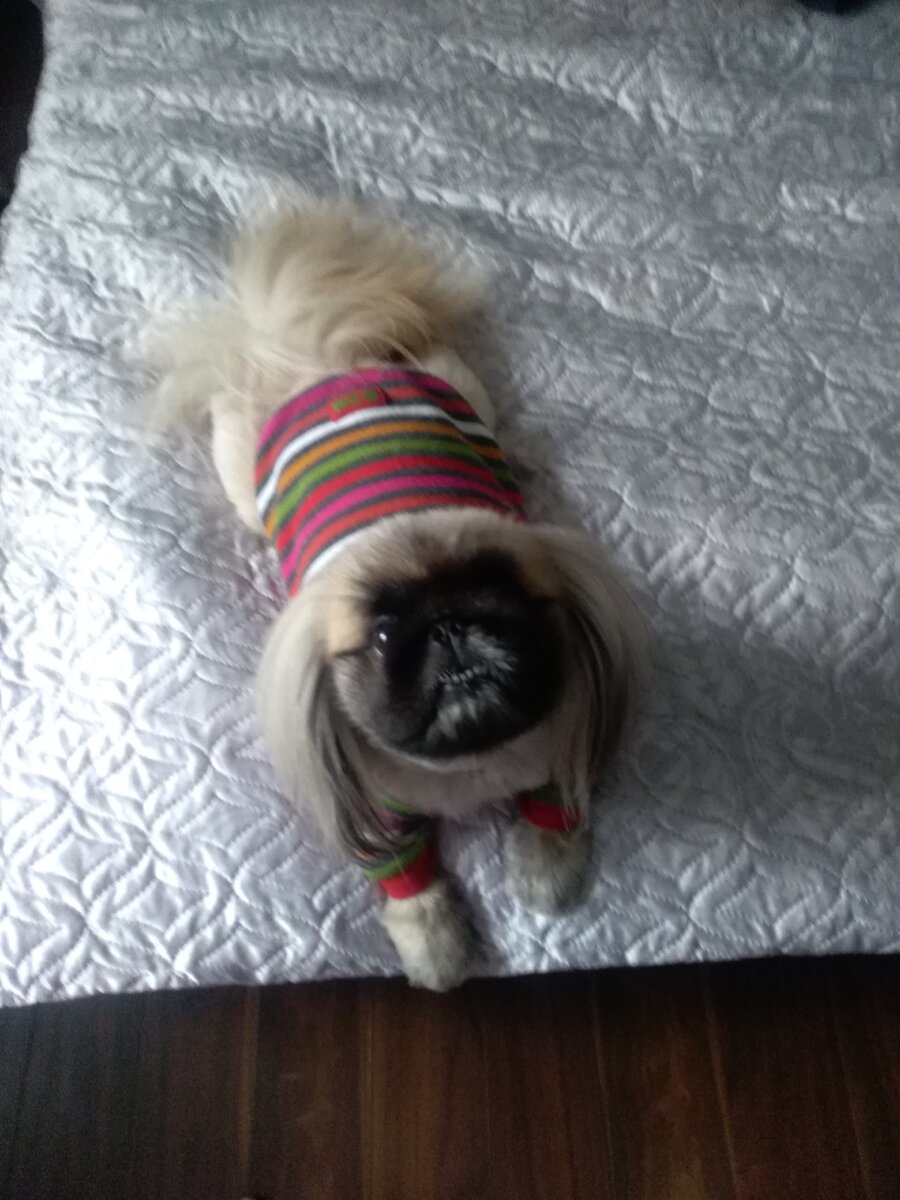 ПЕКИНЕС форум. PEKINGESE FORUM.: пекинес не ест - ПЕКИНЕС форум. PEKINGESE FORUM.