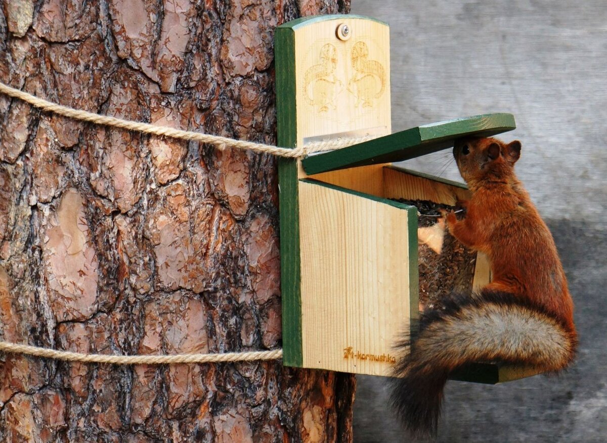 Спасение упитанной белки из птичьей кормушки: подробности и фото