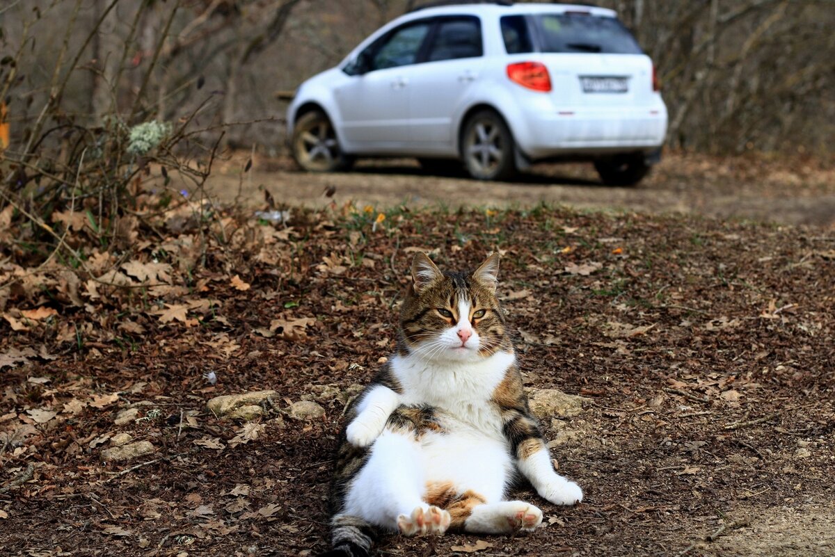 Кот, который живёт на Муловском озере