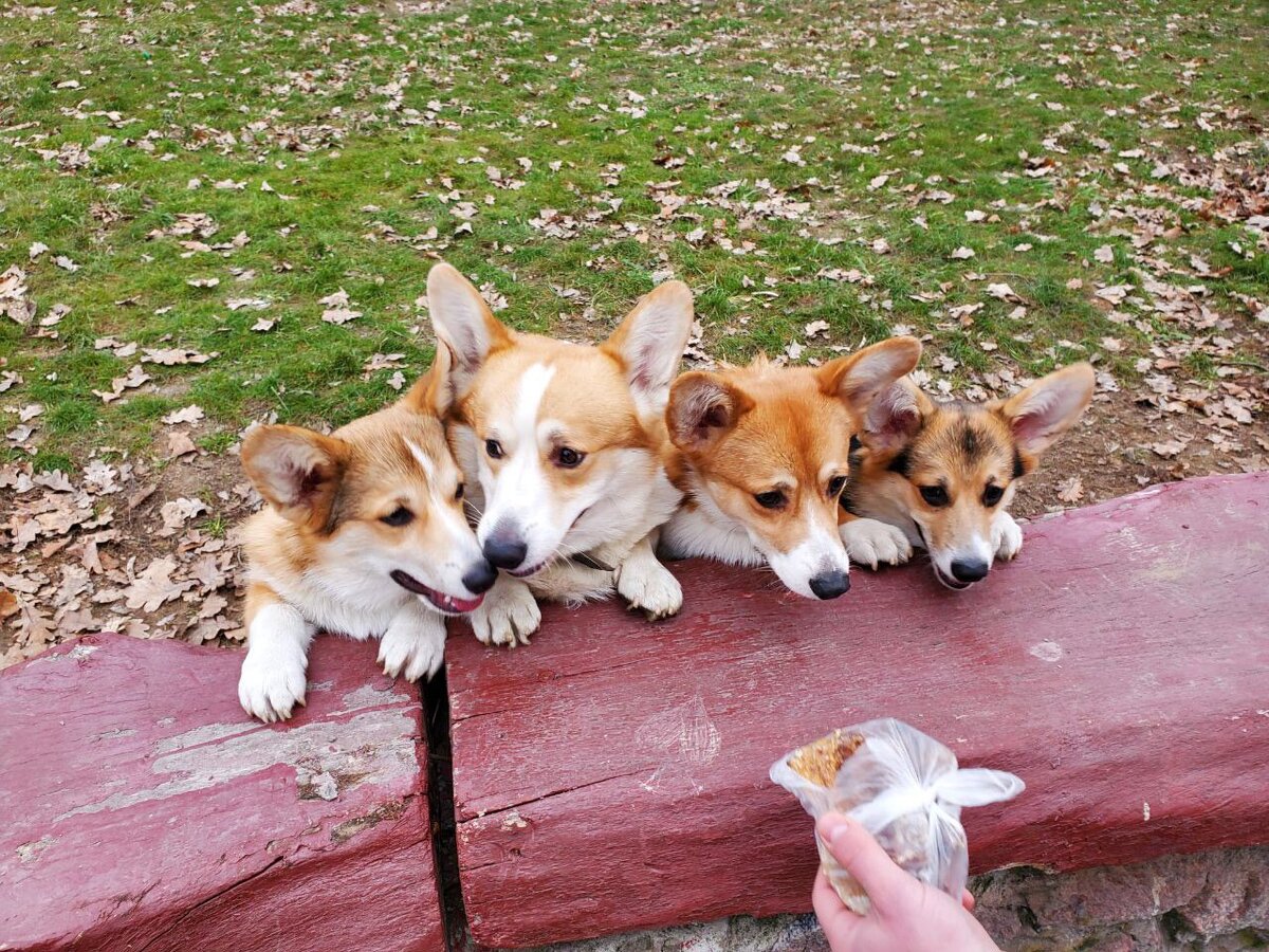 Фото моего профиля, Хантер второй скраю. Ну как же их не любить?