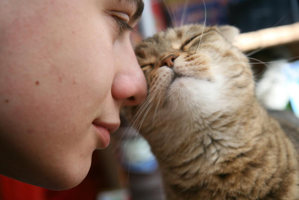очень милый кошачий жест (фото с сайта fb.ru)