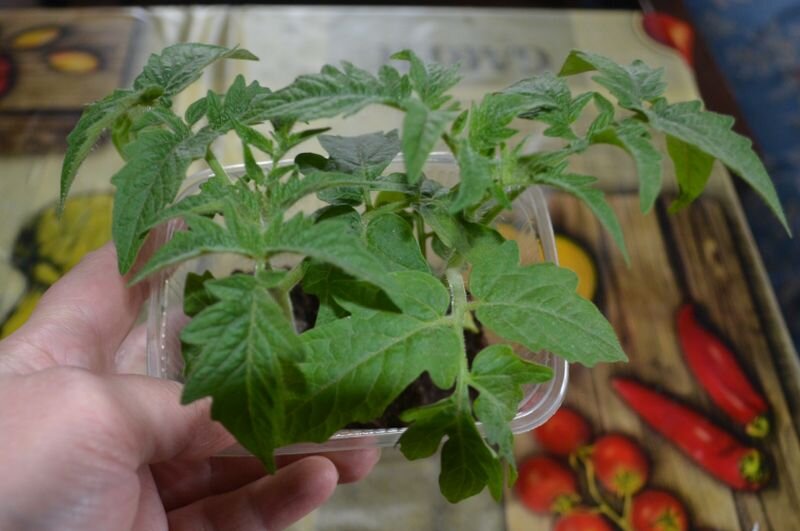 Рассада томатов в этом сезоне.