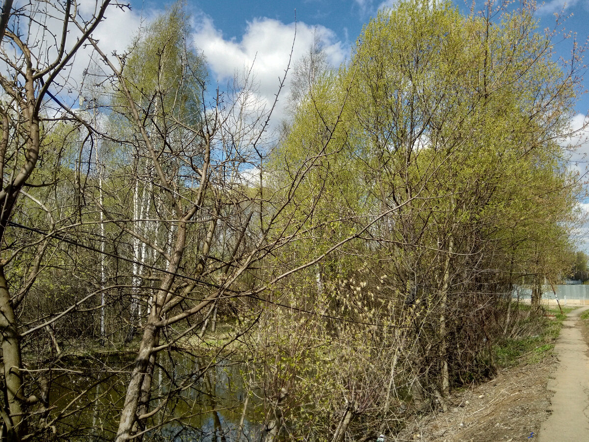 Фото автора. На пруду...