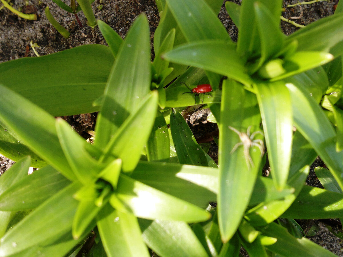 Луковая трещалка на ростках лилий. Фото автора статьи
