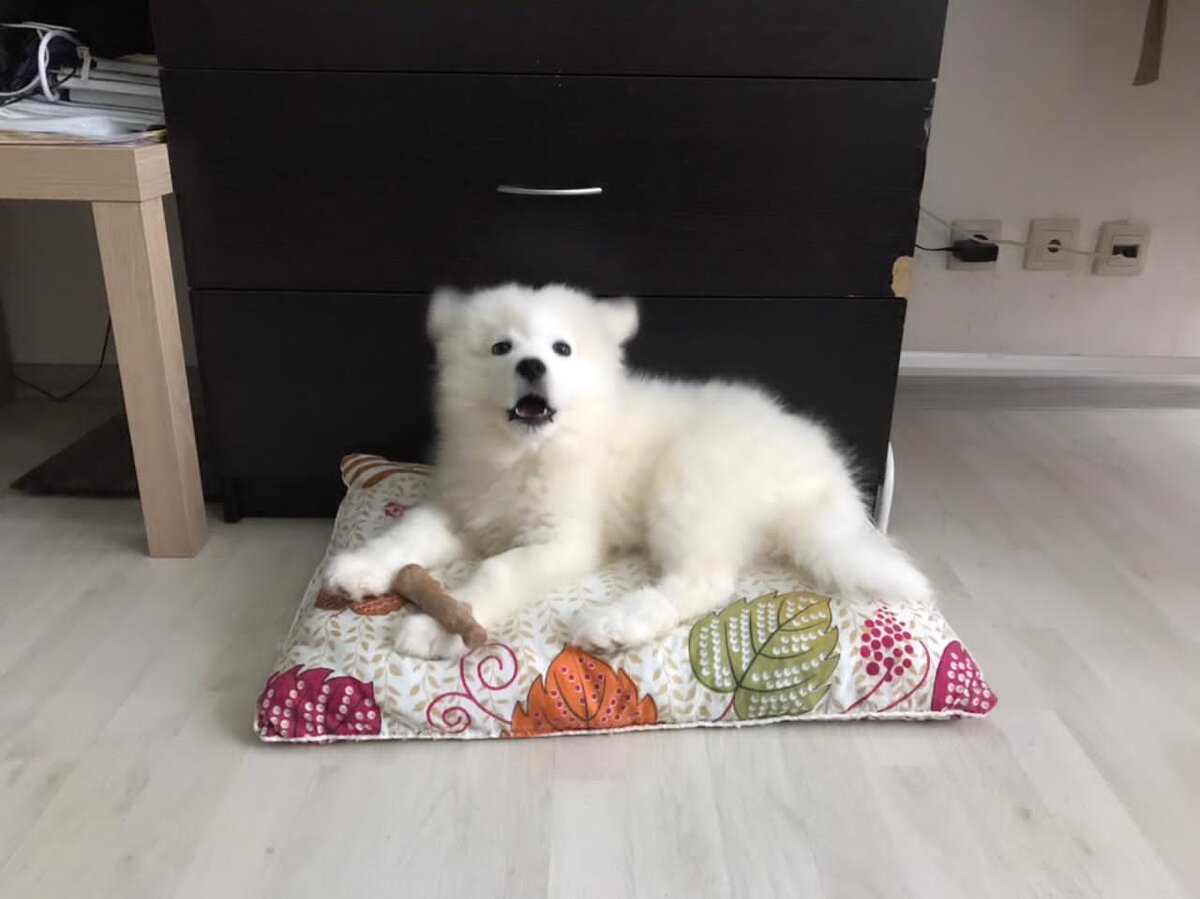 Микки в 3 месяца