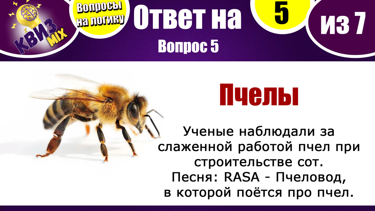 Чисто на логику #50: 😽Для вас собрали 7 непростых вопросов. | КвизMix -  Здесь задают вопросы. Тесты и логика. | Дзен