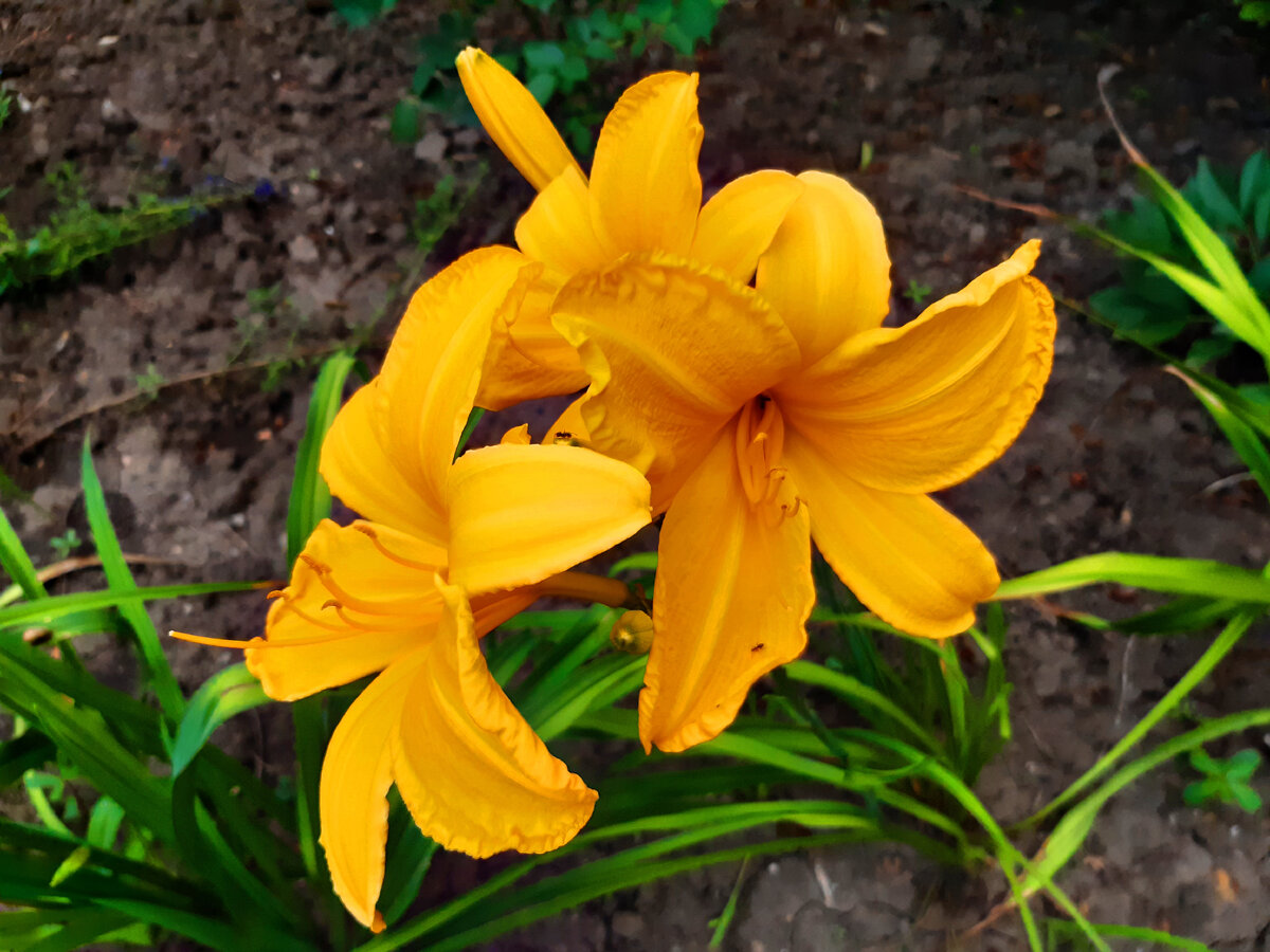 Наш лилейник(фото автора)