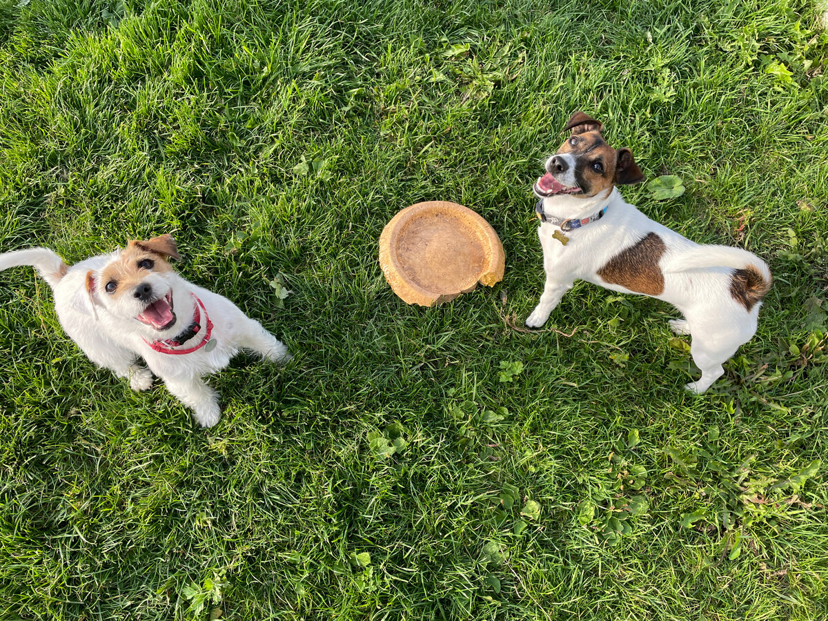 Джек расселы очень активная порода. На фото Лиззи и Мила