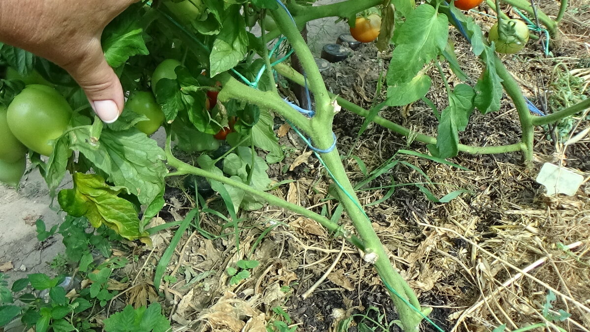 Томат Рио Волга f1 отзывы. Урожайность томата рио гранд