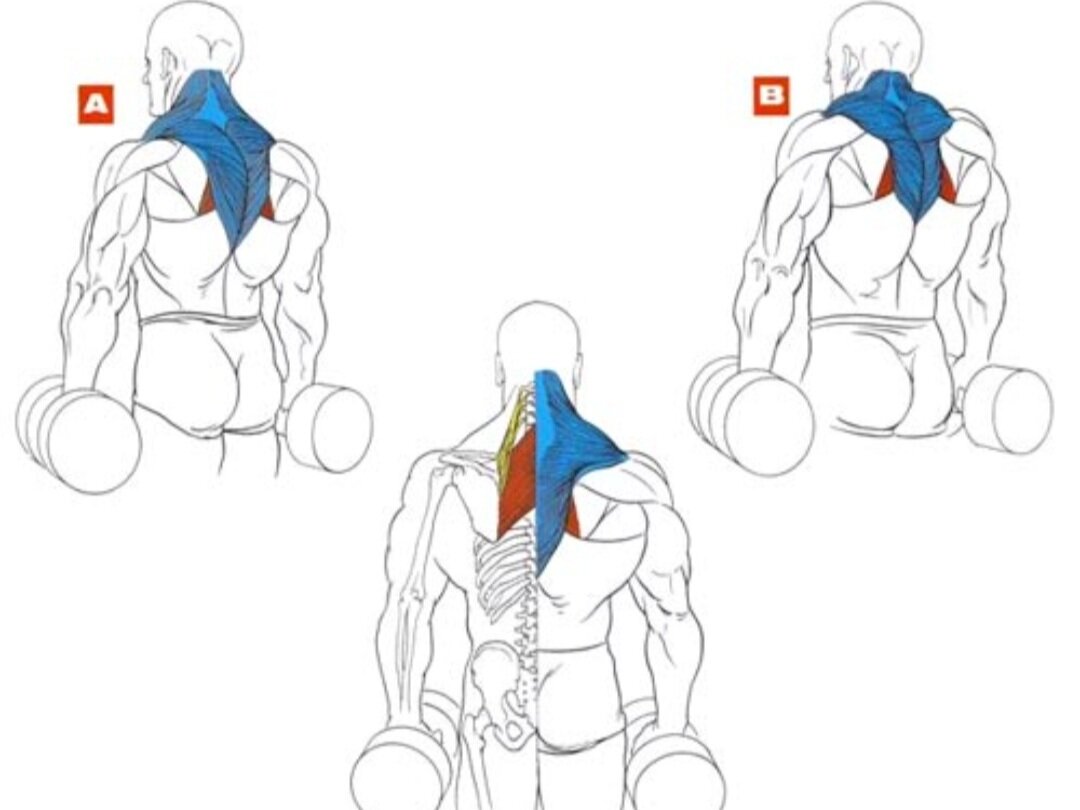 Как качать спину. Шраги с гантелями для трапециевидной мышцы. Шраги для тренировки мышц трапеции. Шраги со штангой на трапецию. Шраги на трапеции с гантелями.