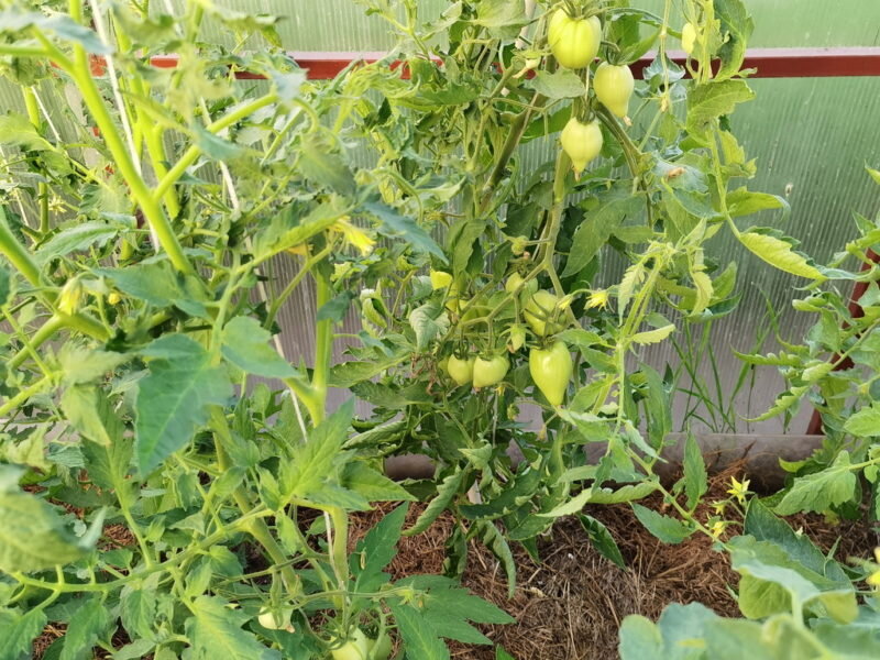Фузариозное увядание томатов — лечение и профилактика для спасения урожая