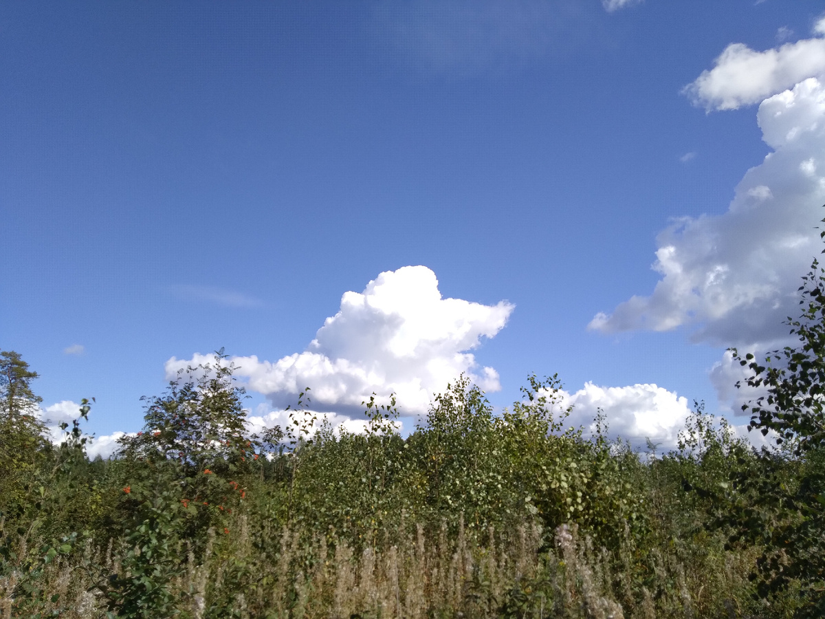 Как будто собака и кошка лежат рядом между зеленью и синевой)