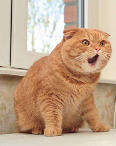 Возможно, потомок Рыжика.