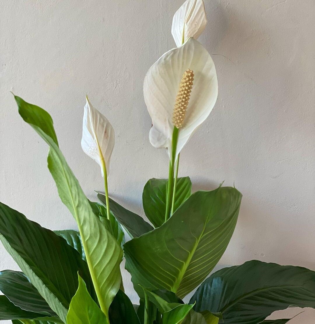 А вы знаете, что спатифиллум бывает разный? Есть несколько видов и очень много сортов.  Интересно вам было бы узнать поподробнее о сортах? Если да, то напишите в комментариях - напишу отдельную статью. Источник фото - https://www.instagram.com/p/CV7yNmDNrpR/.