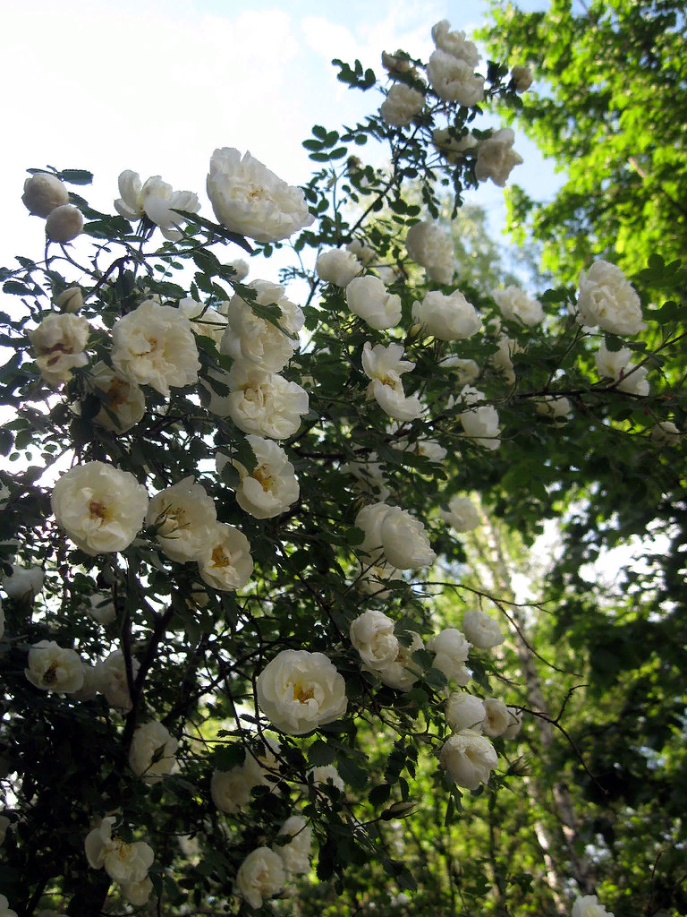  шиповник колючейший