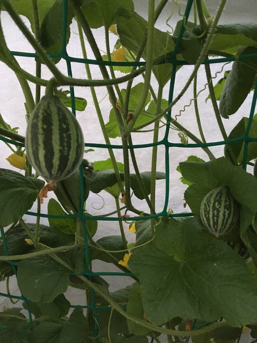 2 августа 2021 года. В теплице моей подруги умилительно выглядят арбузята, они размером в теннисный мяч. 