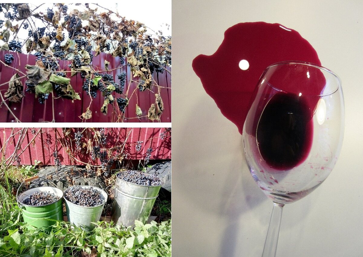 Мелкий, но вкусный Амурский виноград даёт обильный урожай. Зимует в Подмосковье на заборе. Вино мало уступает Каберне-Совиньон. Фото и коллаж автора