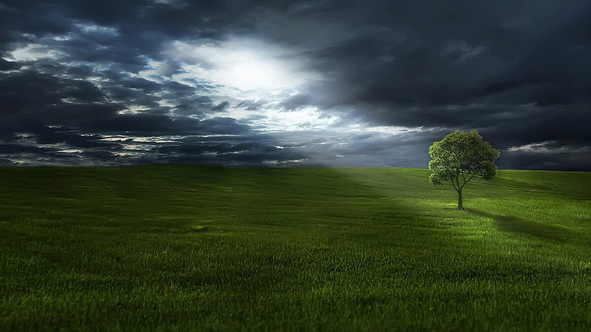 Иллюстрация из источника: https://pixabay.com/ru/photos/дерево-луг-облака-солнечный-свет-736888/