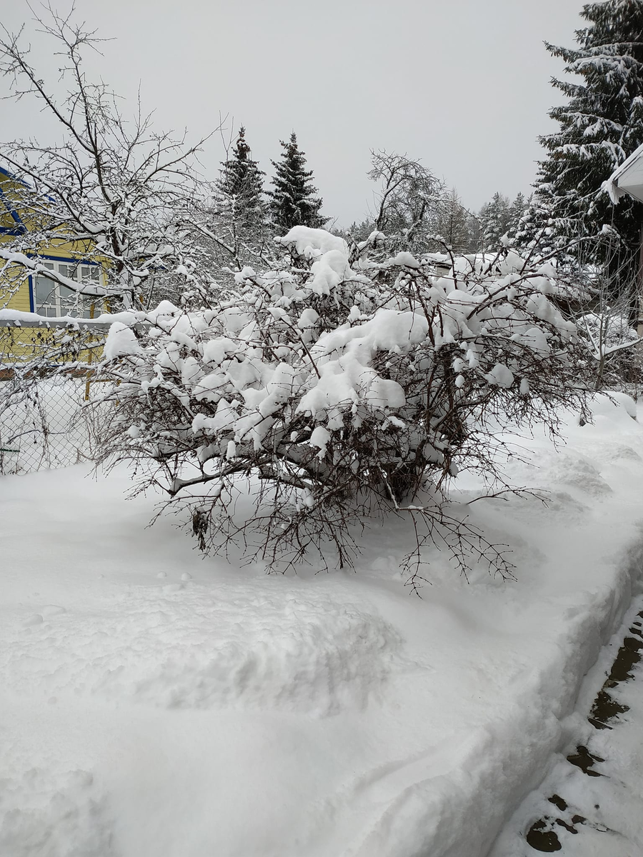 Жимолость. Подмосковье, 20.12.2021, фото (с) Алена Подобед