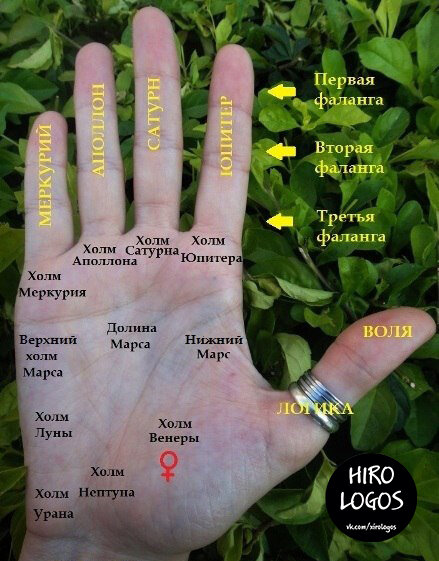 Карта руки в хиромантии.