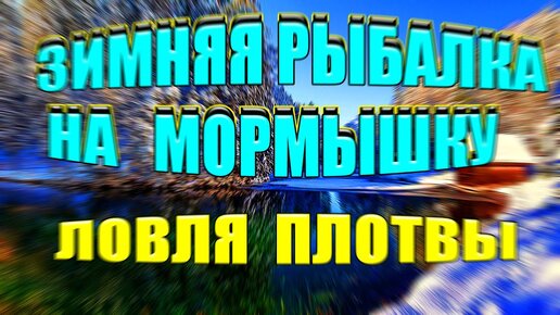 На что ловить плотву зимой? Наживки, насадки, приманки