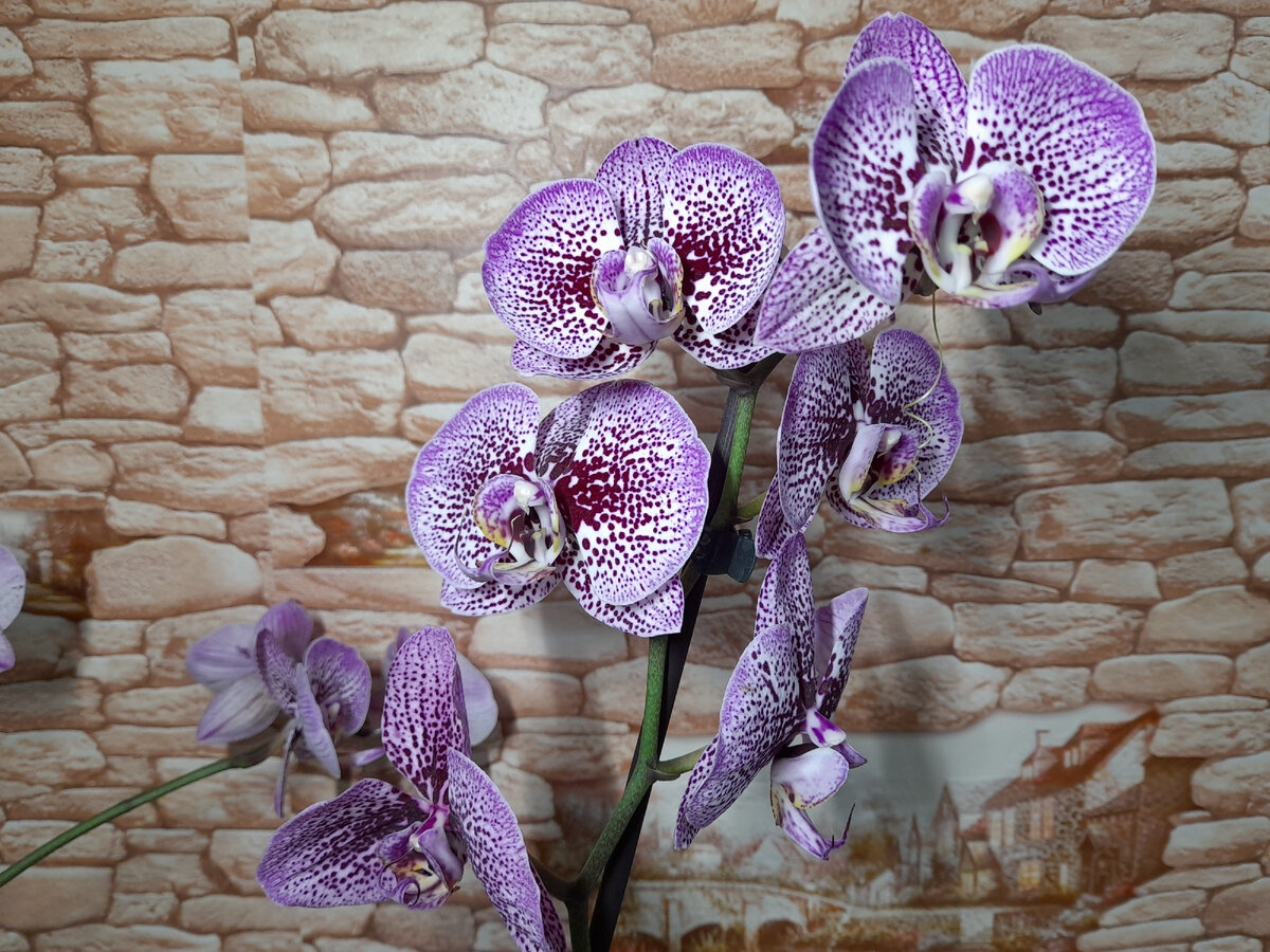 Все-таки изумительной красоты этот цветок