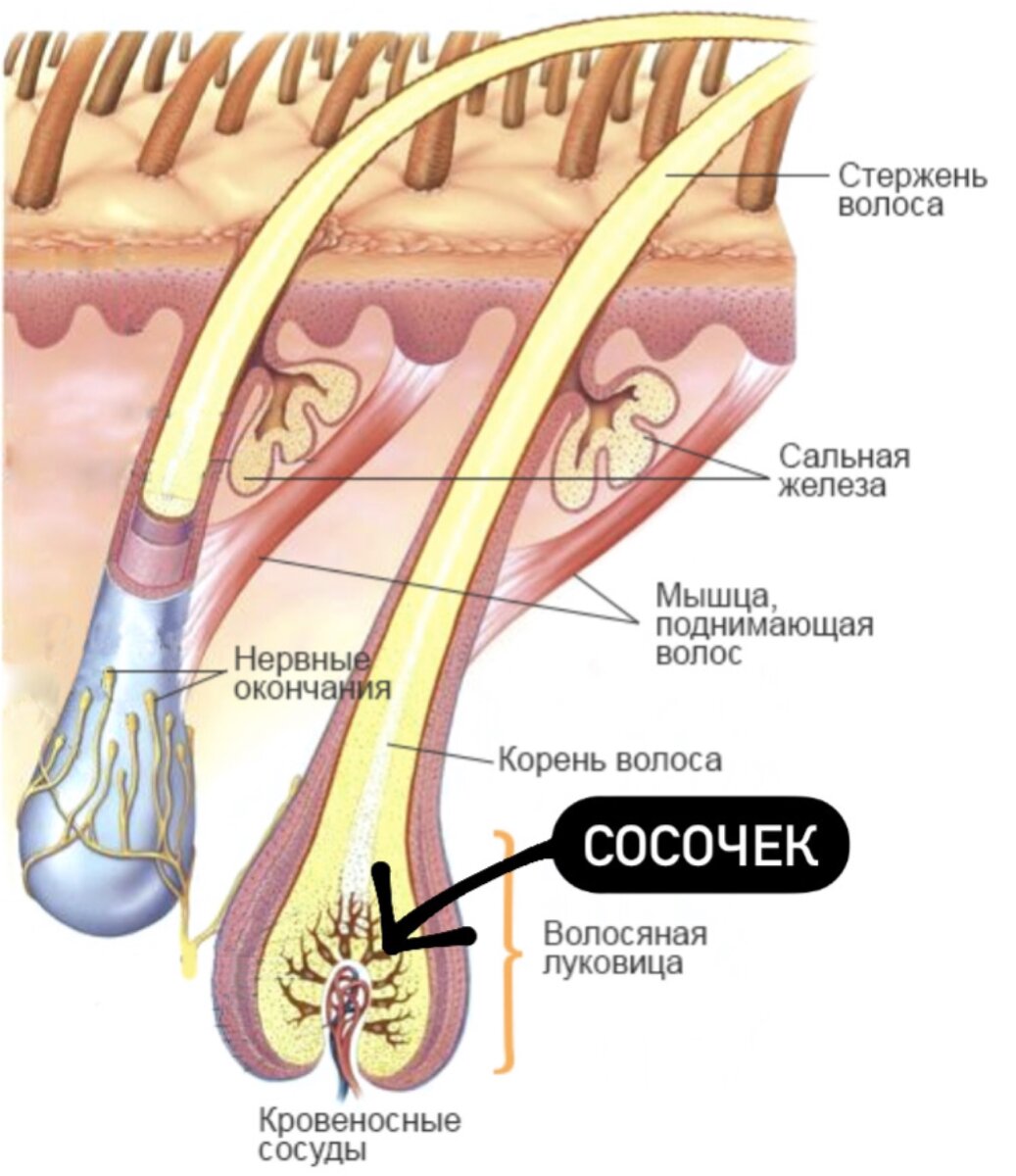 Корень волоса 