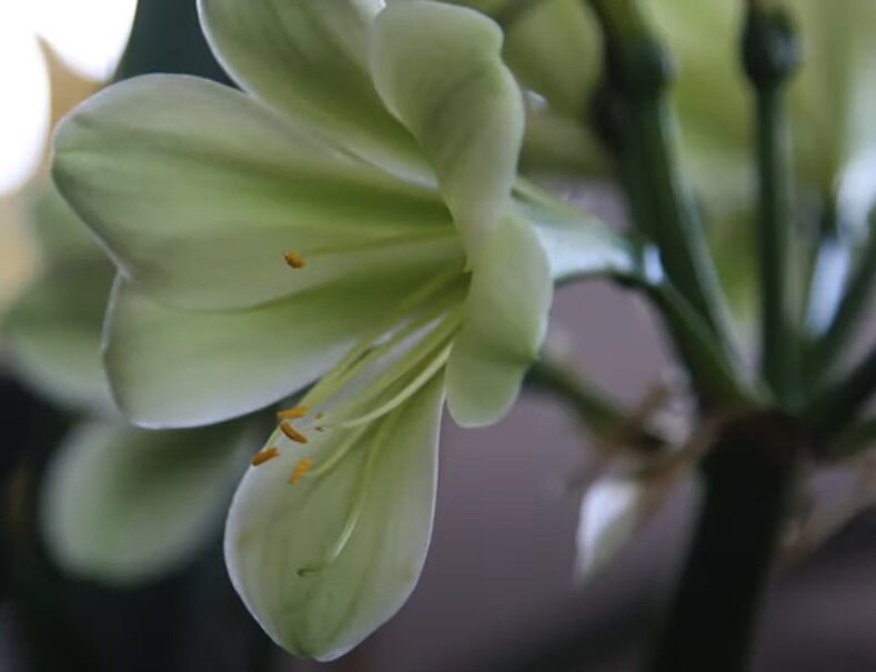 Кливия (Clivia)