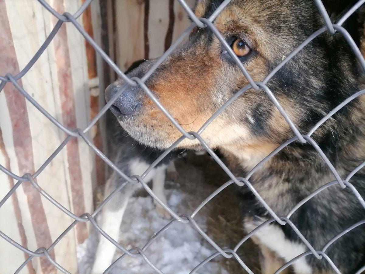 Собачка из Якутии