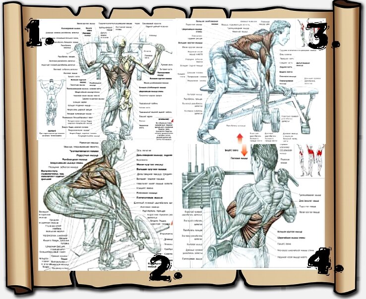 1-подтягивания, 2-тяга "Т"-грифа, 3-тяга гантели одной рукой, 4- тяга верхнего блока. Схемы взята из учебника Ф. Дэлавье "Анатомия силовых упражнений".