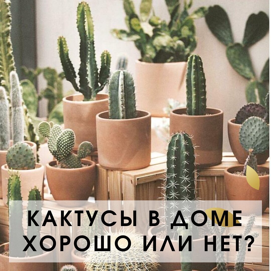 Кактусы в доме. Да или нет? | ДОМ ЖИЗНИ ВАСТУ | Дзен