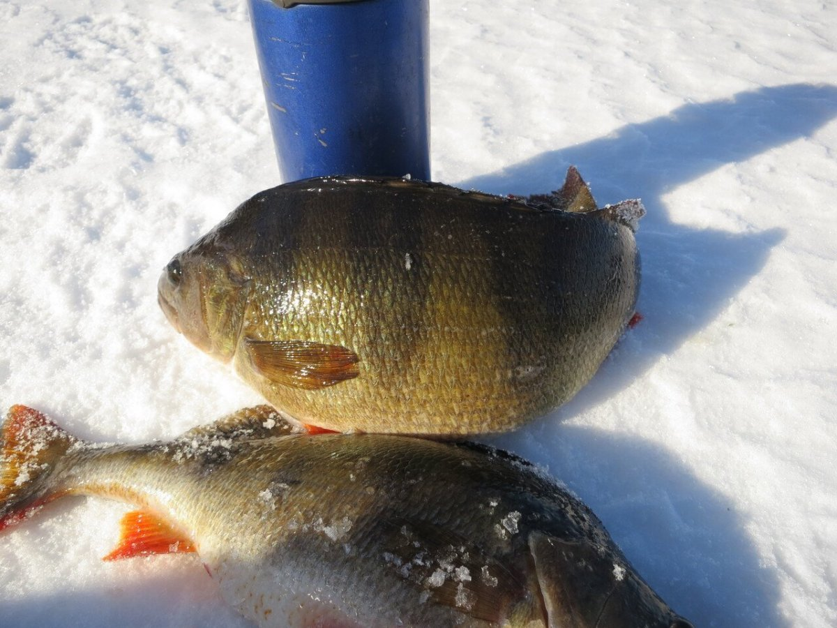 рыбалка в чувашии. рыбалка в чебоксарах. рыбалка на чебоксарском водохранилище в нижегородской области. шапиро юрий михайлович. рыбалка в чебоксарах.