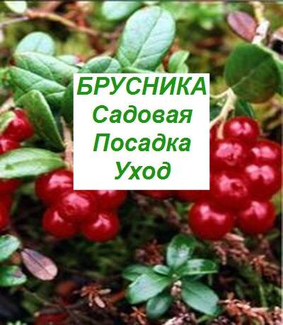 брусника садовая: посадка и уход в открытом грунте, выращивание и размножение, сорта, фото