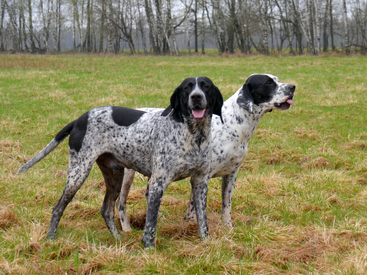 Легавые сестры в полях. Фото из личного архива