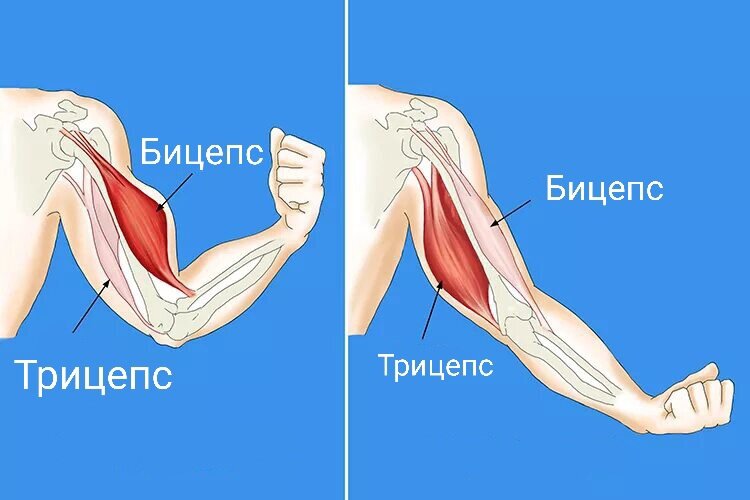 На рисунке изображены бицепс и трицепс что произойдет с этими мышцами если