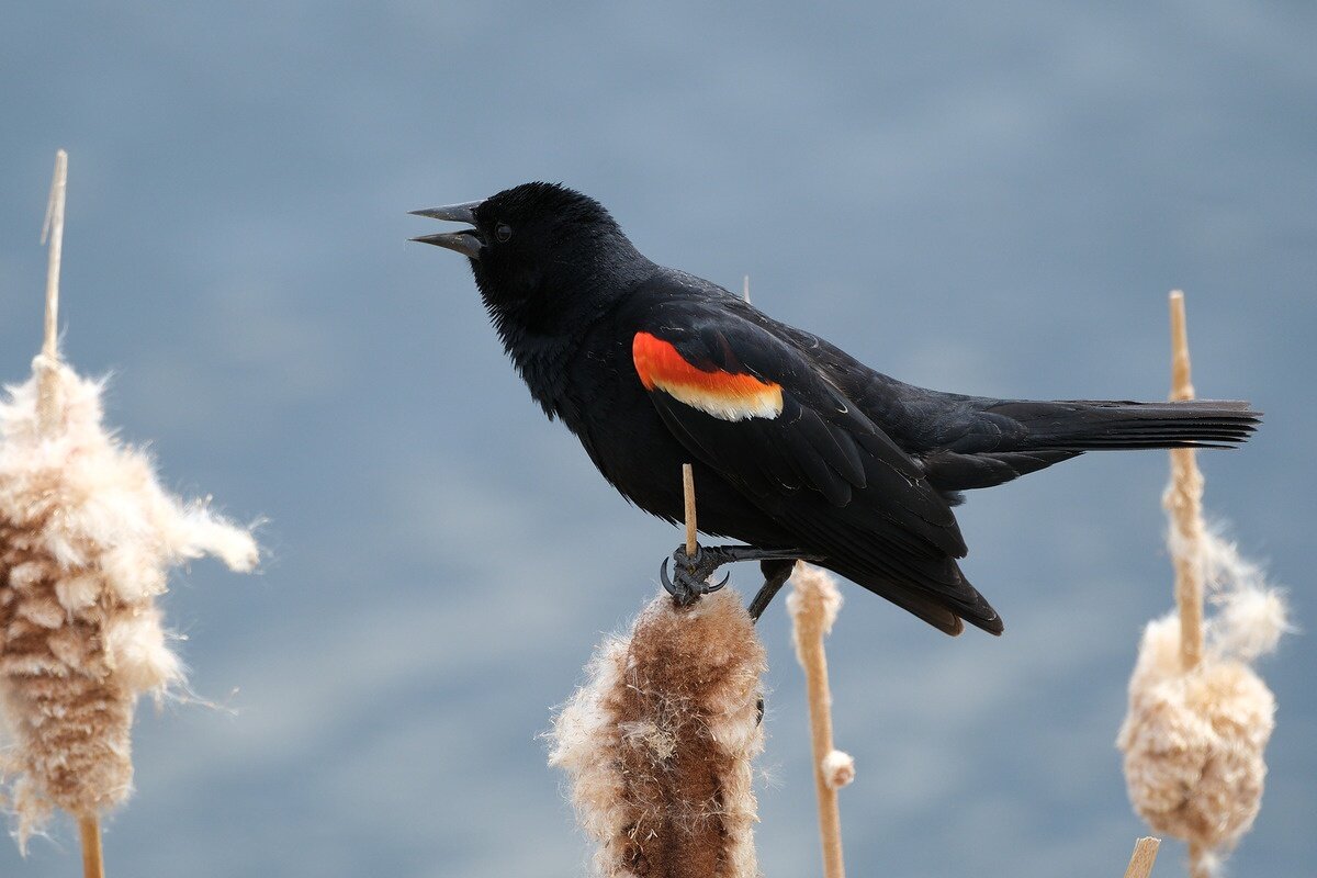    600 mm, 1/640 sec, f/8, ISO 800, +0.33 EV. Источник: dpreview.com