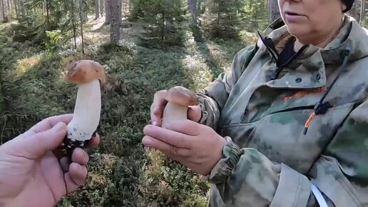 С женой выспались и решили съездить в лес. Грибов много и они есть.